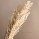 Pampas