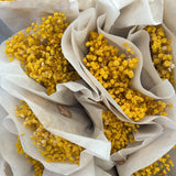 gypsophila