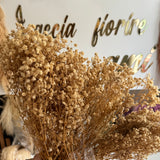 gypsophila