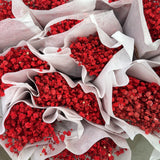 gypsophila
