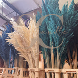 Pampas