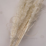Pampas