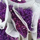gypsophila