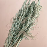 Pampas