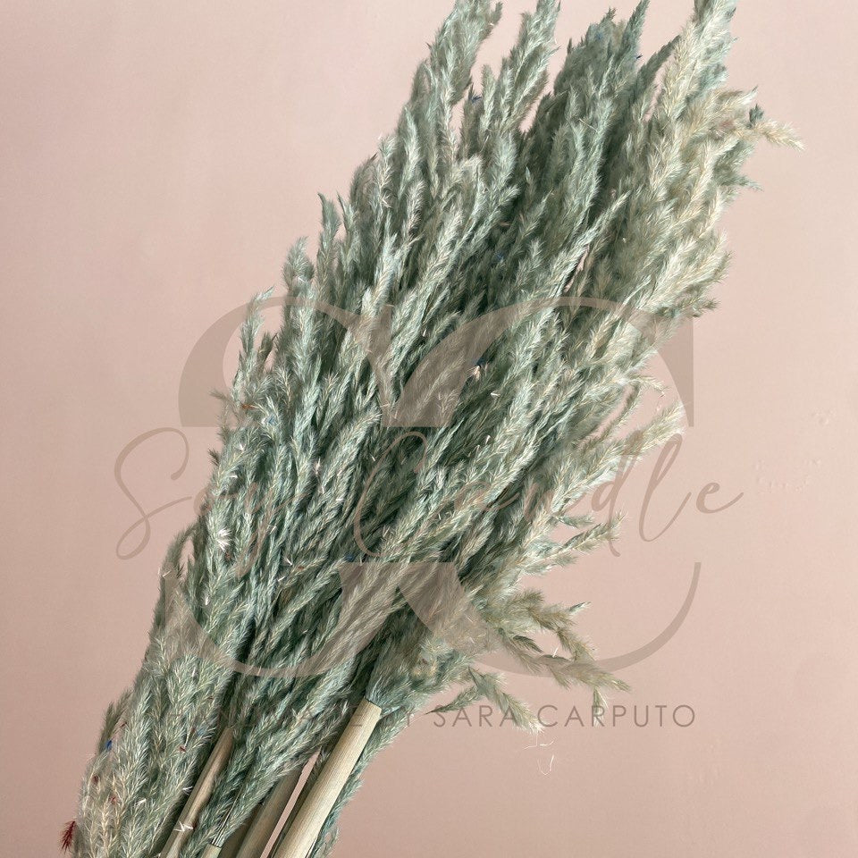 Pampas