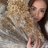 gypsophila