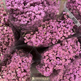 gypsophila
