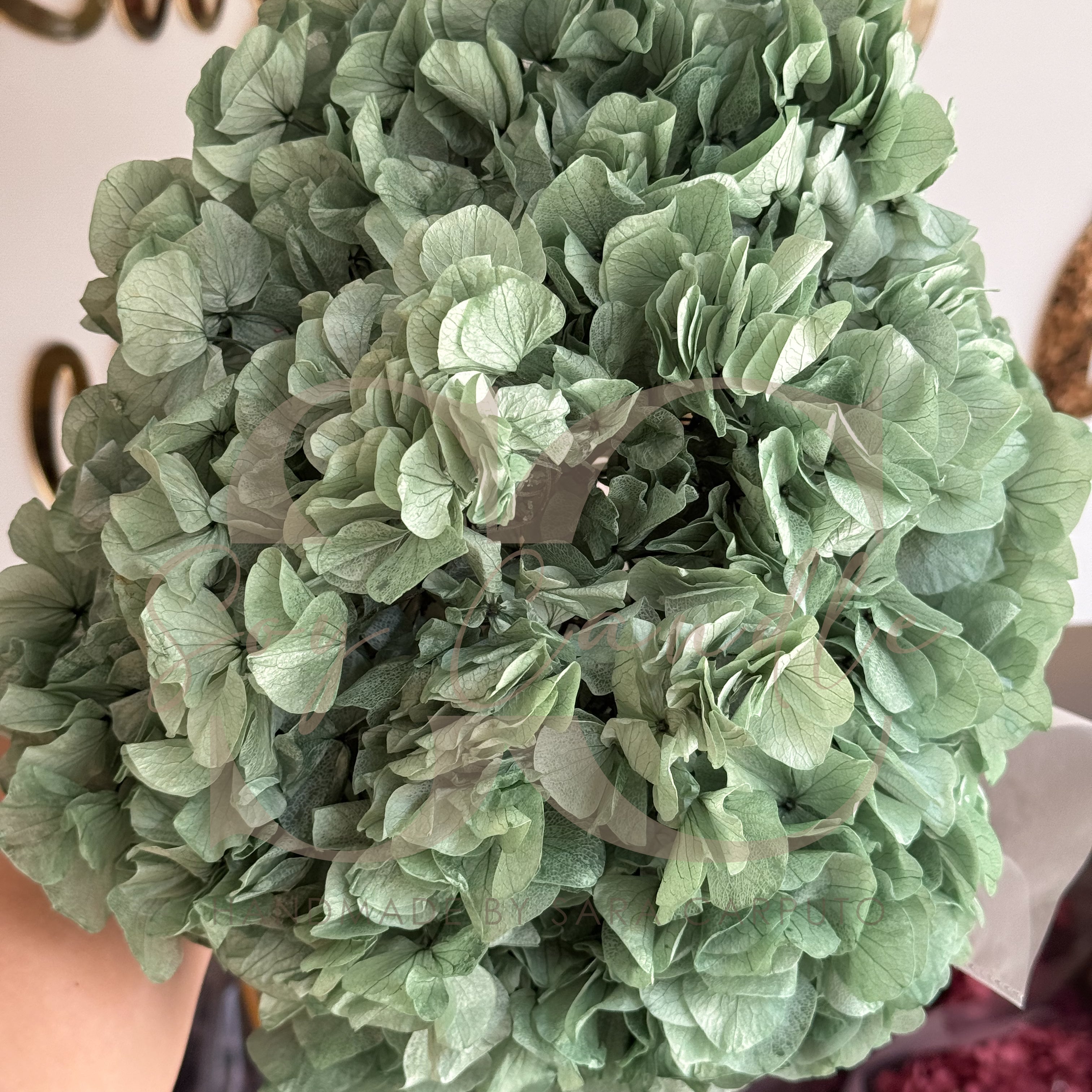 Ortensia petalo grande